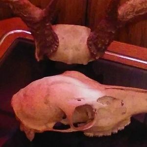 Meet your Posher, Jessie